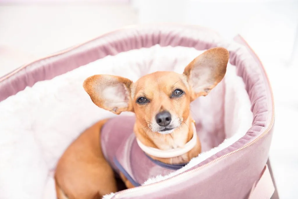 The 'Queen Bee' Dusky Pink Luxury Dog Carrier